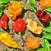 Caribbean Habanero Blend, Hot Pepper, -- BoxGardenSeedsLLC -Peppers,Eggplants - Seeds