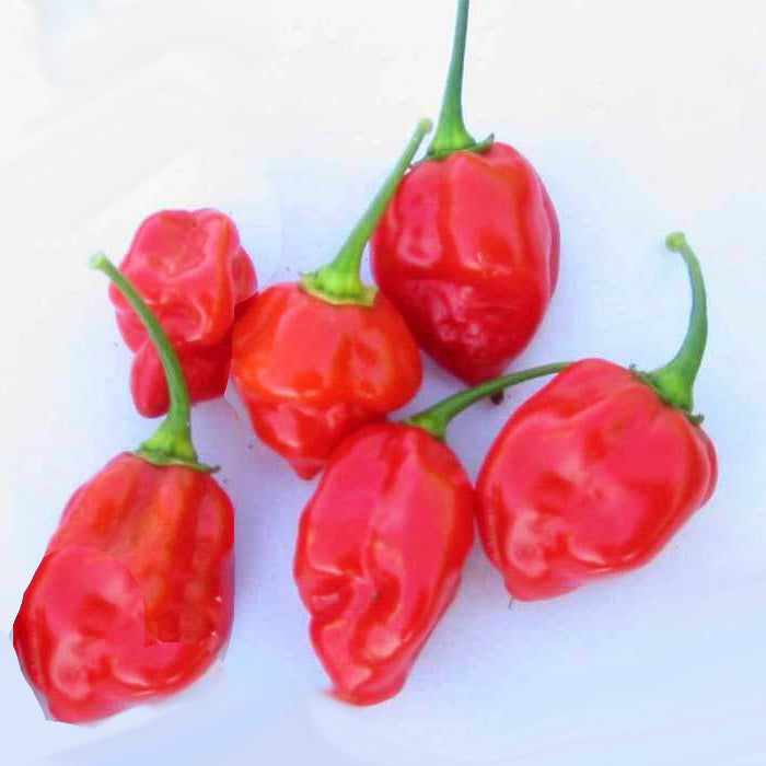 Caribbean Habanero Blend, Hot Pepper, -- BoxGardenSeedsLLC -Peppers,Eggplants - Seeds