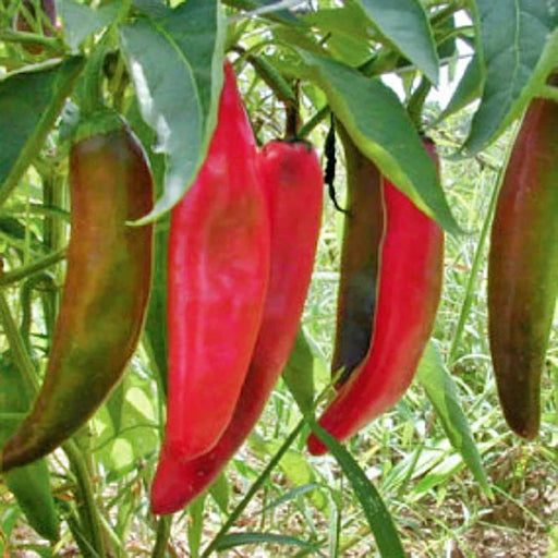 - BoxGardenSeedsLLC - Hot and Sweet Pepper Collection 8 Pack Seed Kit - ABS/Clearance Sale - Seeds
