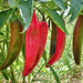 - BoxGardenSeedsLLC - Hot and Sweet Pepper Collection 8 Pack Seed Kit - - Seeds