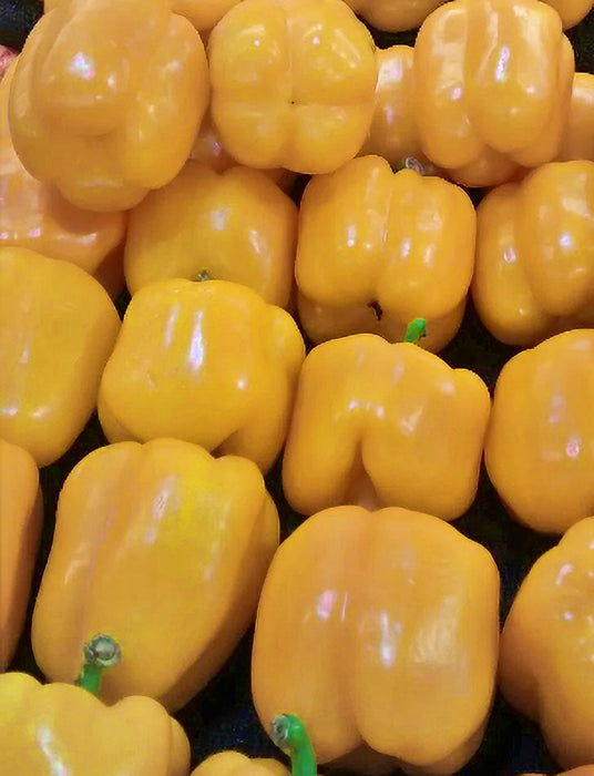 Golden Cal Wonder, Sweet Bell Pepper, -- BoxGardenSeedsLLC -Peppers,Eggplants - Seeds