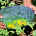 Black Diamond Yellow Belly, Watermelon, - BoxGardenSeedsLLC -Melons, Cantaloupe - Seeds