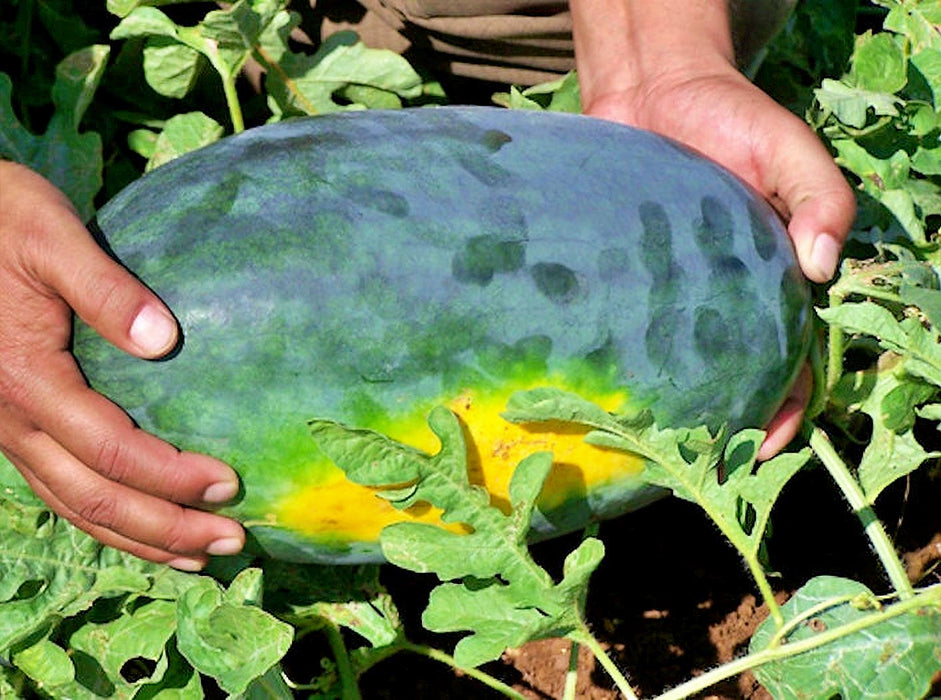 Black Diamond Yellow Belly, Watermelon, - BoxGardenSeedsLLC -Melons, Cantaloupe - Seeds