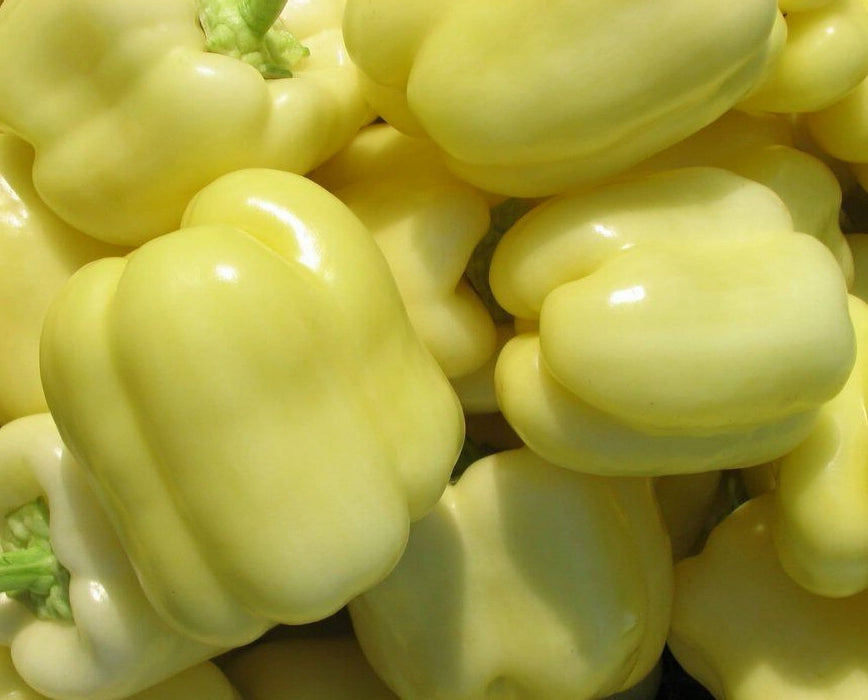 White Cloud, Sweet Bell Pepper, -- BoxGardenSeedsLLC -Peppers,Eggplants - Seeds