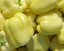 White Cloud, Sweet Bell Pepper, -- BoxGardenSeedsLLC -Peppers,Eggplants - Seeds