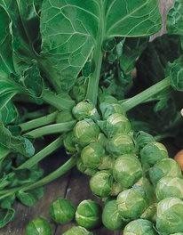Catskill, Brussel Sprouts - BoxGardenSeedsLLC - Cabbage, Kale - Seeds - USA Seller, Thank you for shopping here today, Naturally Grown GMO Free Seeds, Heirloom Open Pollinated Seeds, Fresh Top Quality Premium Seeds