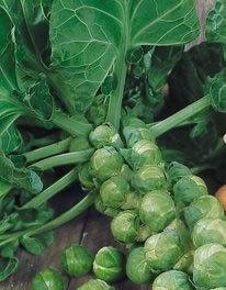 - BoxGardenSeedsLLC - Catskill, Brussel Sprouts, - Cabbage, Kale - Seeds
