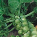 Catskill, Brussel Sprouts, - BoxGardenSeedsLLC -Cabbage, Kale - Seeds