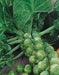 Catskill, Brussel Sprouts, -- BoxGardenSeedsLLC -Cabbage, Kale - Seeds