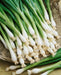 Tokyo Long White Bunching, Onion, -- BoxGardenSeedsLLC -Onions,Leeks - Seeds