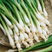 Tokyo Long White Bunching, Onion, - BoxGardenSeedsLLC -Onions,Leeks - Seeds