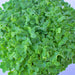 Mizuna Lime Streaks, Mustard, -- BoxGardenSeedsLLC -Gourmet/Native Greens - Seeds