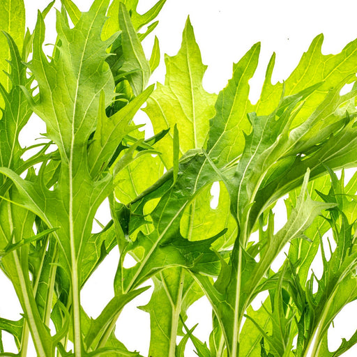 Mizuna Lime Streaks, Mustard - BoxGardenSeedsLLC - Gourmet/Native Greens - Seeds - USA Seller, Thank you for shopping here today, Naturally Grown GMO Free Seeds, Heirloom Open Pollinated Seeds, Fresh Top Quality Premium Seeds
