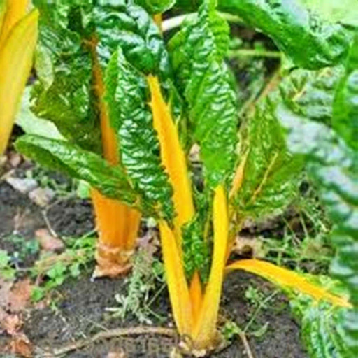 Canary Yellow Swiss Chard -- BoxGardenSeedsLLC -Chard, Kohlrabi - Seeds