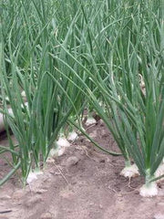 Walla Walla, Onion - BoxGardenSeedsLLC - Onions,Leeks - Seeds - USA Seller, Thank you for shopping here today, Naturally Grown GMO Free Seeds, Heirloom Open Pollinated Seeds, Fresh Top Quality Premium Seeds