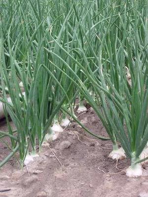 Walla Walla, Onion - BoxGardenSeedsLLC - Onions,Leeks - Seeds - USA Seller, Thank you for shopping here today, Naturally Grown GMO Free Seeds, Heirloom Open Pollinated Seeds, Fresh Top Quality Premium Seeds