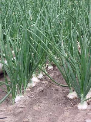 Walla Walla, Onion, - BoxGardenSeedsLLC -Onions,Leeks - Seeds