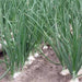 Walla Walla, Onion, - BoxGardenSeedsLLC -Onions,Leeks - Seeds