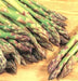 - BoxGardenSeedsLLC - Mary Washington, Asparagus, - Gourmet/Native Greens - Seeds