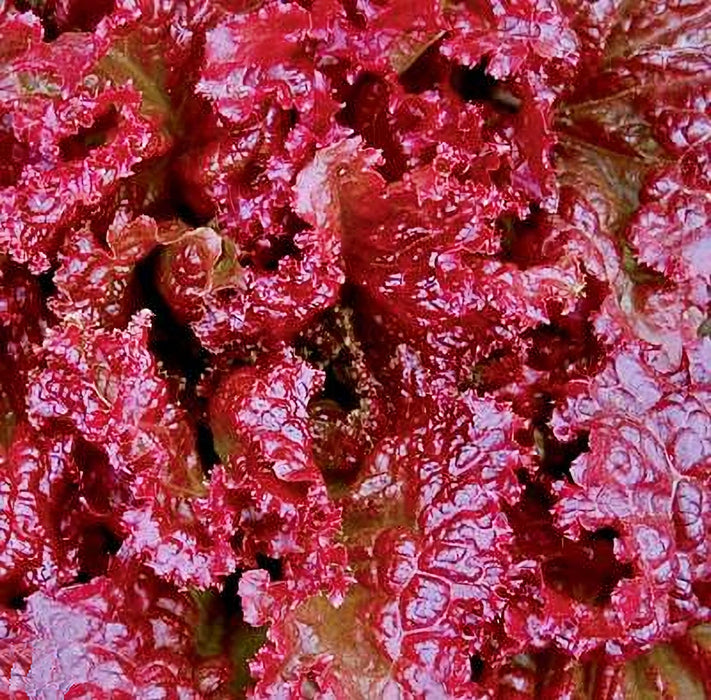 Red Velvet, Lettuce, -- BoxGardenSeedsLLC -Lettuce - Seeds