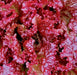 Red Velvet, Lettuce, -- BoxGardenSeedsLLC -Lettuce - Seeds