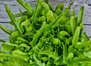 Baby OakLeaf, Lettuce - BoxGardenSeedsLLC - Lettuce - Seeds - USA Seller, Thank you for shopping here today, Naturally Grown GMO Free Seeds, Heirloom Open Pollinated Seeds, Fresh Top Quality Premium Seeds