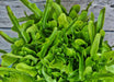 Baby OakLeaf, Lettuce, -- BoxGardenSeedsLLC -Lettuce - Seeds