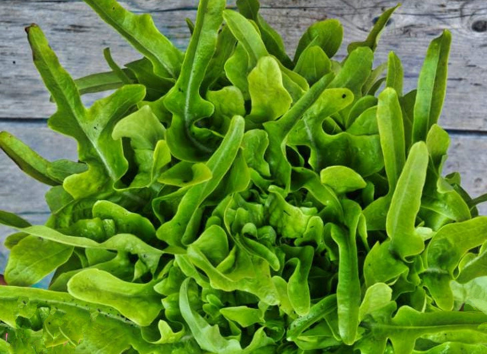 Baby OakLeaf, Lettuce, - BoxGardenSeedsLLC -Lettuce - Seeds