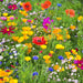 Western Wildflower, Mix, - BoxGardenSeedsLLC -Culinary/Medicinal Herbs - Seeds