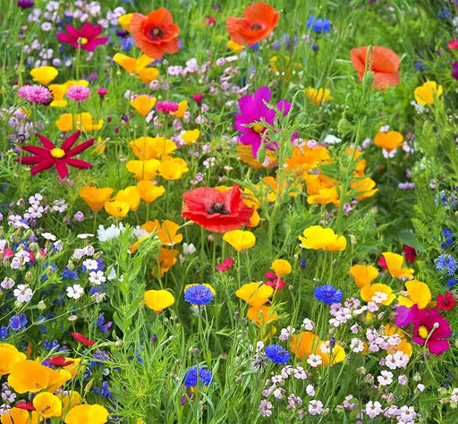 Western Wildflower, Mix, -- BoxGardenSeedsLLC -Culinary/Medicinal Herbs - Seeds