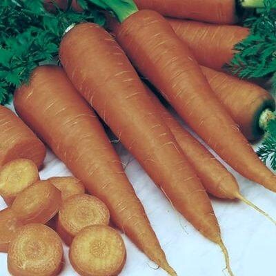 - BoxGardenSeedsLLC - St Valery, Carrot, - Carrots - Seeds