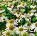 White Swan Coneflower, Echinacea, -- BoxGardenSeedsLLC -Culinary/Medicinal Herbs - Seeds