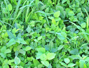 Garden Cover Crop, Mix - BoxGardenSeedsLLC - Gourmet/Native Greens - Seeds - USA Seller, Thank you for shopping here today, Naturally Grown GMO Free Seeds, Heirloom Open Pollinated Seeds, Fresh Top Quality Premium Seeds