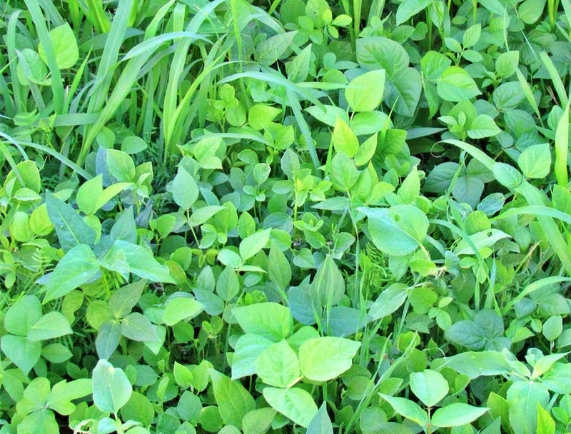 Garden Cover Crop, Mix - BoxGardenSeedsLLC - Gourmet/Native Greens - Seeds - USA Seller, Thank you for shopping here today, Naturally Grown GMO Free Seeds, Heirloom Open Pollinated Seeds, Fresh Top Quality Premium Seeds