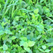 Garden Cover Crop Mix, - BoxGardenSeedsLLC -Gourmet/Native Greens - Seeds