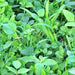 Garden Cover Crop Mix, - BoxGardenSeedsLLC -Gourmet/Native Greens - Seeds