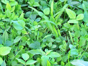Garden Cover Crop, Mix - BoxGardenSeedsLLC - Gourmet/Native Greens - Seeds - USA Seller, Thank you for shopping here today, Naturally Grown GMO Free Seeds, Heirloom Open Pollinated Seeds, Fresh Top Quality Premium Seeds