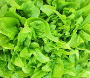 Baby OakLeaf, Lettuce - BoxGardenSeedsLLC - Lettuce - Seeds - USA Seller, Thank you for shopping here today, Naturally Grown GMO Free Seeds, Heirloom Open Pollinated Seeds, Fresh Top Quality Premium Seeds