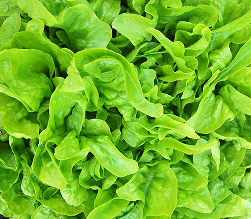 Baby OakLeaf, Lettuce, -- BoxGardenSeedsLLC -Lettuce - Seeds