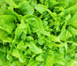 Baby OakLeaf, Lettuce, -- BoxGardenSeedsLLC -Lettuce - Seeds