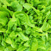 Baby OakLeaf, Lettuce, - BoxGardenSeedsLLC -Lettuce - Seeds