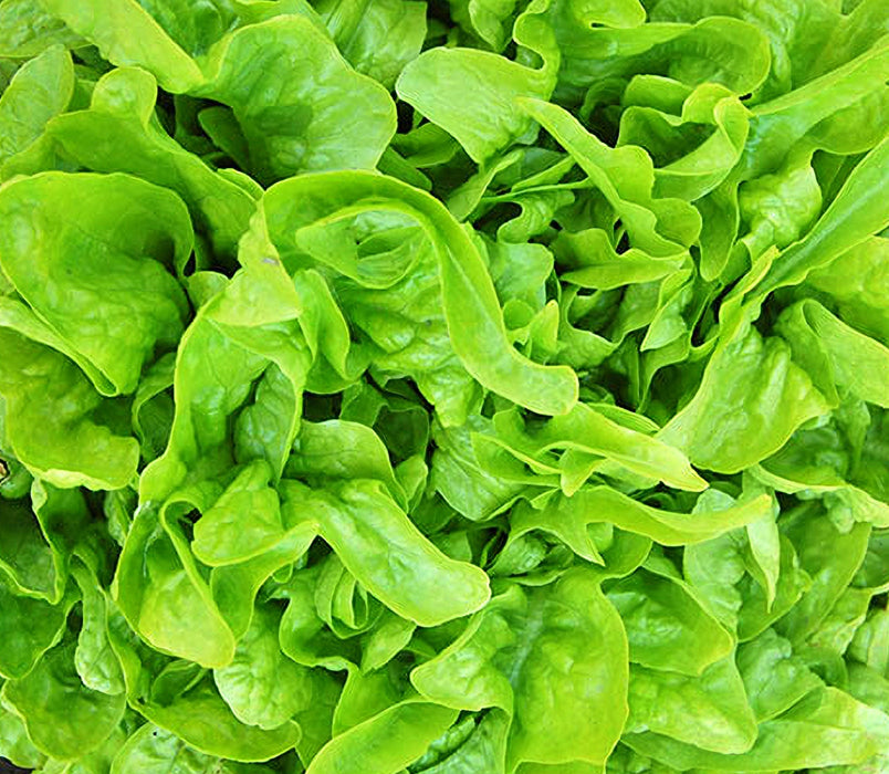 Baby OakLeaf, Lettuce, - BoxGardenSeedsLLC -Lettuce - Seeds