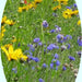 Western Wildflower, Mix, - BoxGardenSeedsLLC -Culinary/Medicinal Herbs - Seeds