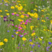 Western Wildflower, Mix, -- BoxGardenSeedsLLC -Culinary/Medicinal Herbs - Seeds