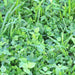 Garden Cover Crop Mix, - BoxGardenSeedsLLC -Gourmet/Native Greens - Seeds