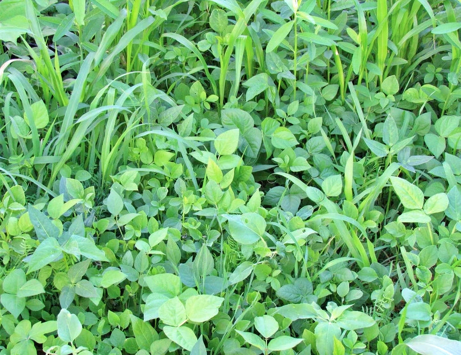 Garden Cover Crop Mix, - BoxGardenSeedsLLC -Gourmet/Native Greens - Seeds