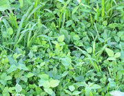 Garden Cover Crop, Mix - BoxGardenSeedsLLC - Gourmet/Native Greens - Seeds - USA Seller, Thank you for shopping here today, Naturally Grown GMO Free Seeds, Heirloom Open Pollinated Seeds, Fresh Top Quality Premium Seeds