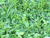 Garden Cover Crop, Mix - BoxGardenSeedsLLC - Gourmet/Native Greens - Seeds - USA Seller, Thank you for shopping here today, Naturally Grown GMO Free Seeds, Heirloom Open Pollinated Seeds, Fresh Top Quality Premium Seeds