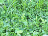 - BoxGardenSeedsLLC - Garden Cover Crop Mix, - Gourmet/Native Greens - Seeds