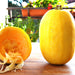 Spaghetti, Winter Squash, - BoxGardenSeedsLLC -Squash,Pumpkins - Seeds